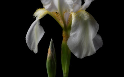 Social Distancing, Day 69: Portrait of Iris