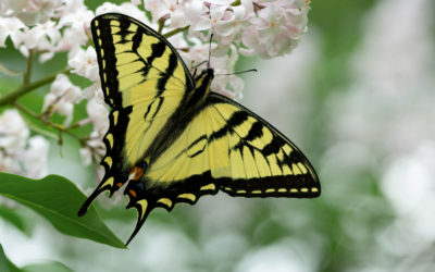 Social Distancing, Day 75: A moment with the swallowtails…